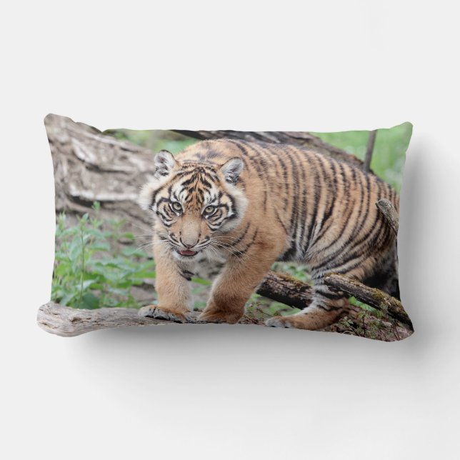 Photo tiger cat , animals . throw pillow (Front)