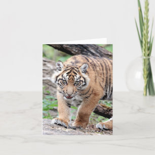 Photo tiger , pet , animals . card
