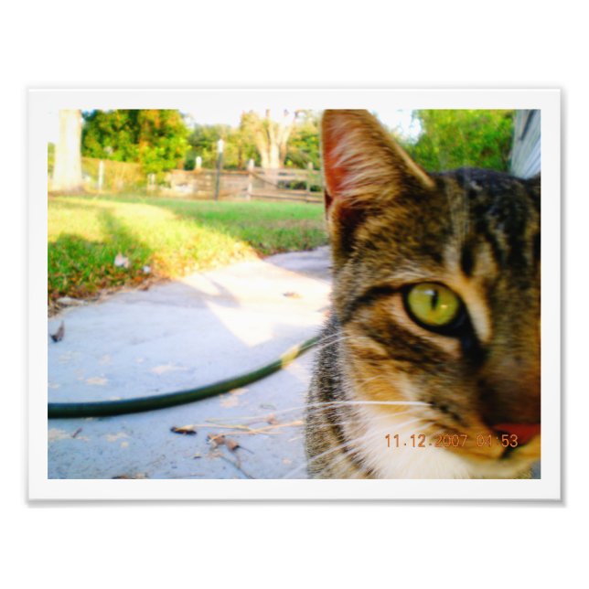 Photo Un-Named Tabby Cat "Lolo" Print (Front)