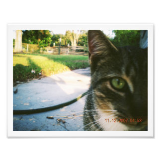 Photo Un-Named Tabby "Skater" Print