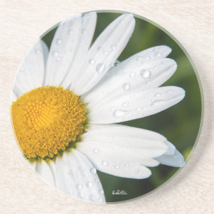 photo, une margueritte, font vert coaster