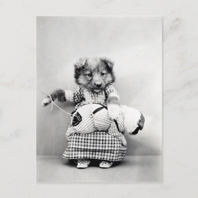 Photo vintage chien postcard (Front)