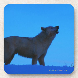Photo, white wolf howling at night, Colour, High Coaster