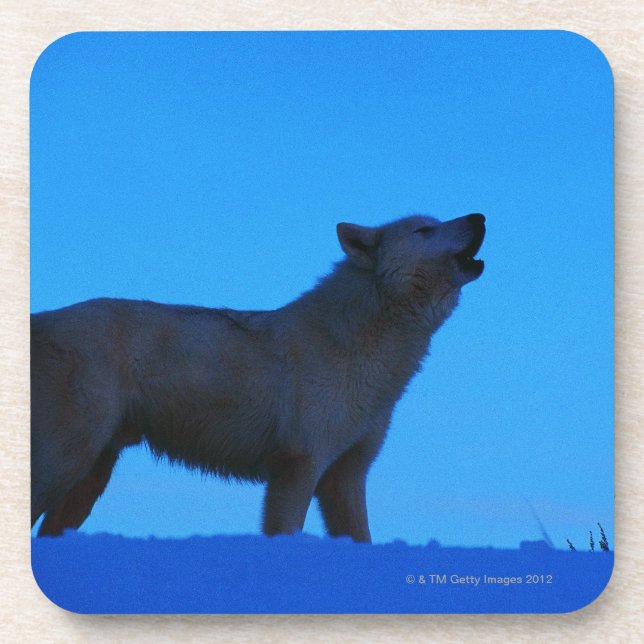 Photo, white wolf howling at night, Colour, High Coaster (Front)