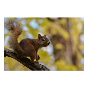 Photogenic Squirrel Poster Print