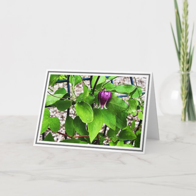 Photograph Close-up Purple Clematis Green Foliage Card (Front)