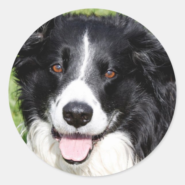 Photograph of a happy dog classic round sticker (Front)