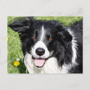 Photograph of a happy dog postcard