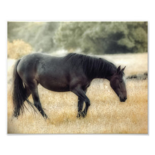 Photograph of a horse with soft focus