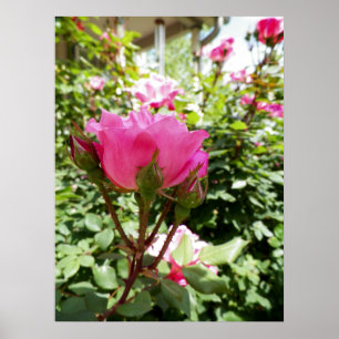Photograph of a Pink Rose in Bloom Poster