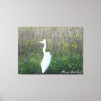 Photograph of a wild Egret on canvas.