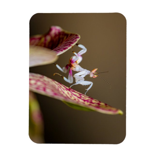 photograph of a young orchid mantis magnet (Vertical)