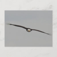 Photograph of an Eagle I Took in Dubuque, Iowa