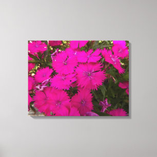 Photograph of Bright Pink Flowers Canvas Print