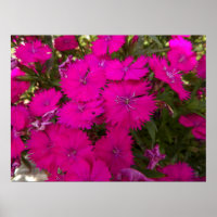 Photograph of Bright Pink Flowers