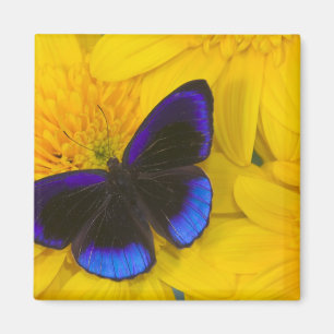 Photograph of Butterfly Magnet