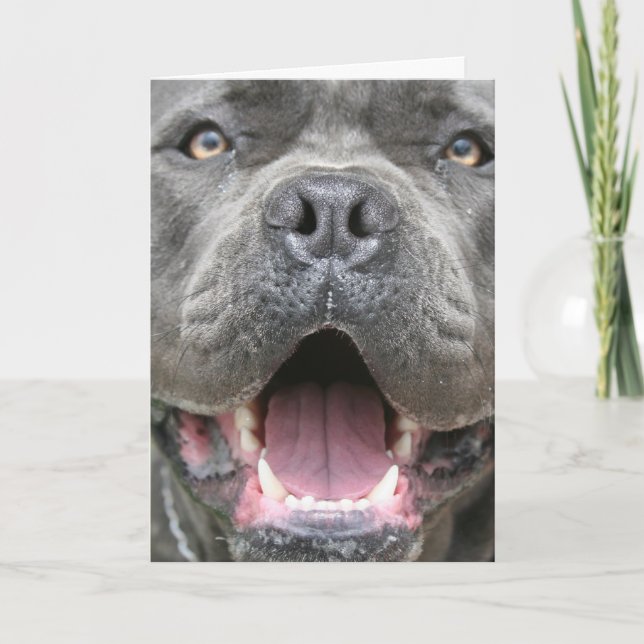 Photograph of Cane Corso Greeting Card (Front)