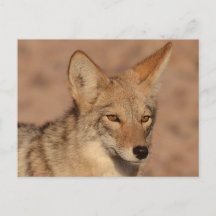 Photograph of coyote in Nevada