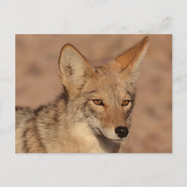 Photograph of coyote in Nevada Postcard (Front)