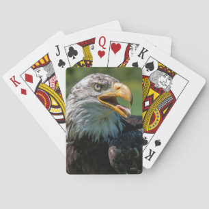 photograph of eagle playing cards