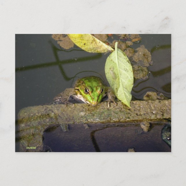 Photograph of frog watching postcard (Front)