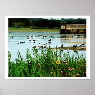 Photograph of Lake Scene with Cattails Ducks Dock Poster