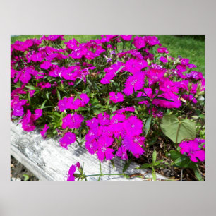 Photograph of Purple Flowers in Fayette, MO Poster