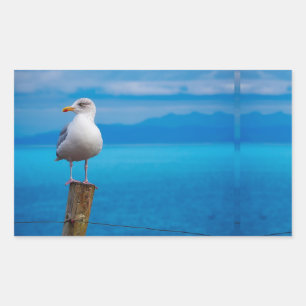 Photograph of seagull bird standing rectangular sticker