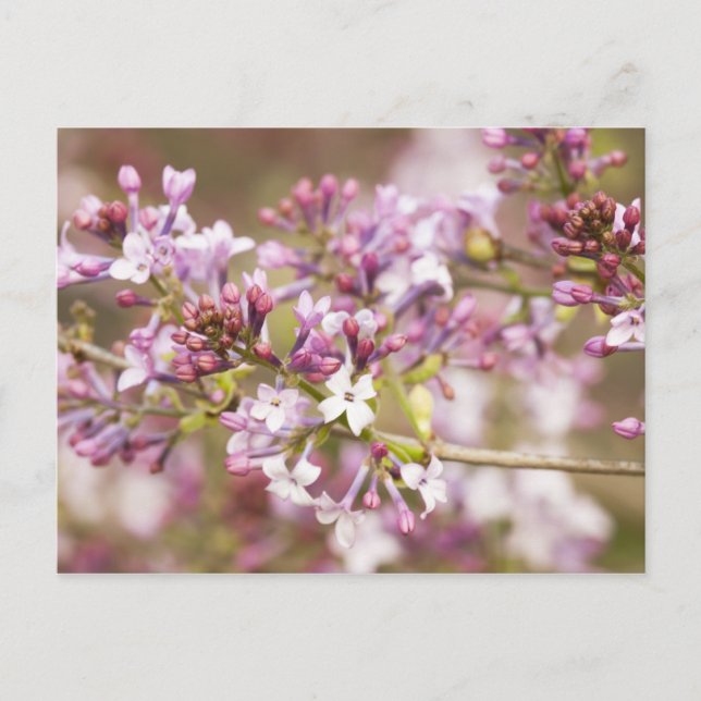 Photograph of Spring Lilac Blossoms Postcard (Front)