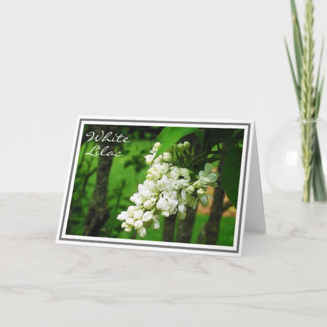 Photograph of White Lilac Flower Cluster Card (Front)