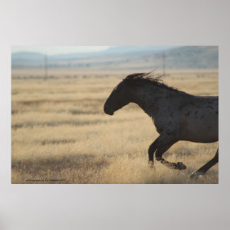 PHOTOGRAPH OF WILD HORSE POSTER