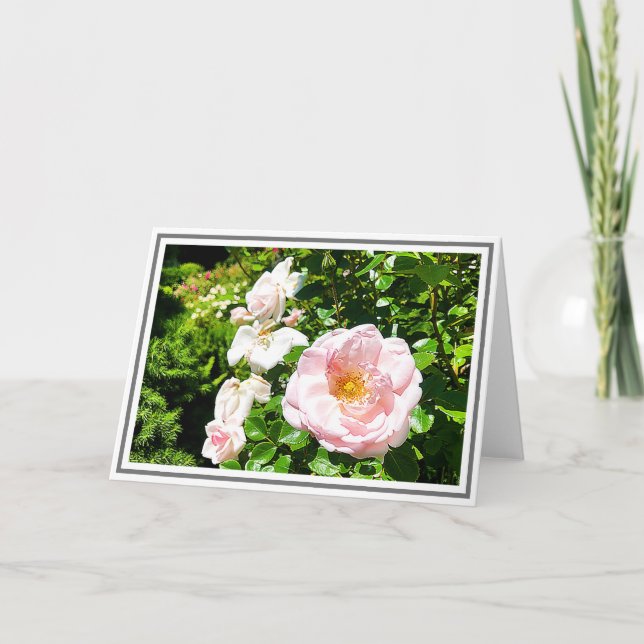 Photograph Pale Pink Rose With Green Foliage Card (Front)