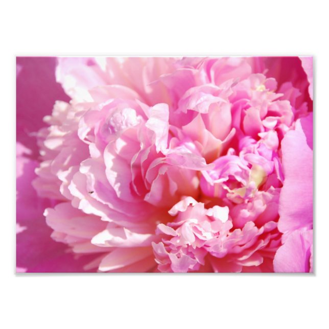 Photograph Pink Peony (Front)