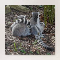 Photograph Two Ring Tailed Lemurs Snuggling Square