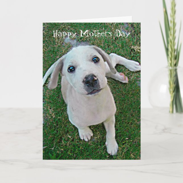 photograph white puppy dog Happy Mothers Day Card (Front)