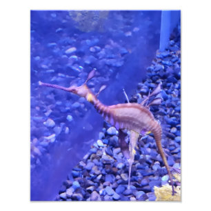 Photograph #Y040 on MEDIUM SIZE Poster