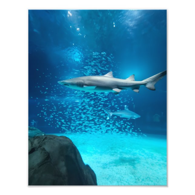 Photograph #Y043 on MEDIUM SIZE Poster (Front)