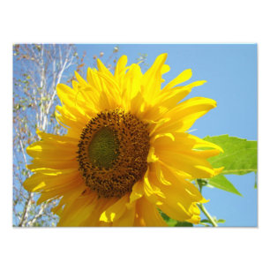 Photographic Floral prints Sunflowers Blue Sky