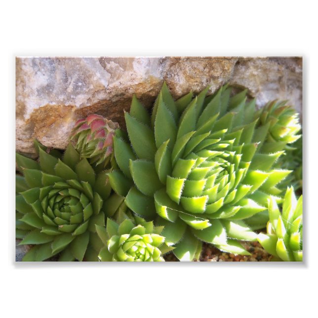 Photographic Print-Cactus Photo Print (Front)