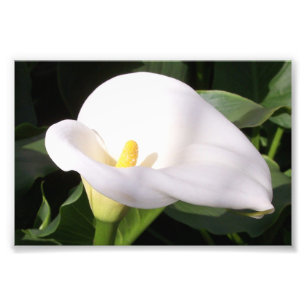 Photographic Print Cala Lily