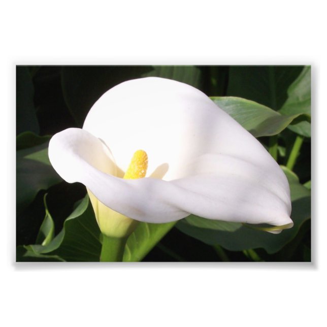 Photographic Print Cala Lily (Front)