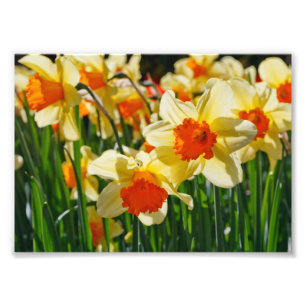 Photographic Print-Daffodils Photo Print