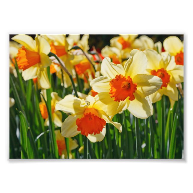 Photographic Print-Daffodils Photo Print (Front)