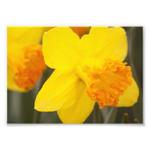 Photographic Print-Daffodils Photo Print