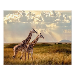 Photographic Print-Giraffe Photo Print
