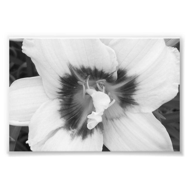 Photographic Print Lily (Front)