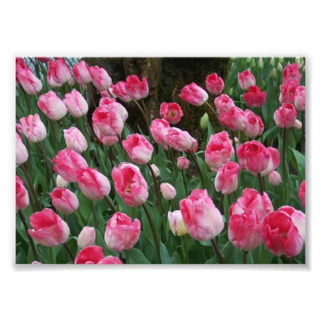 Photographic Print Pink Tulips (Front)