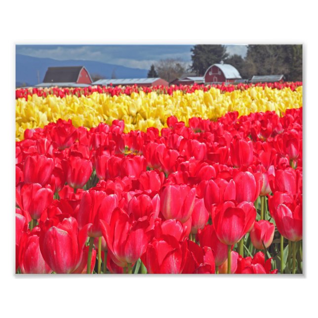 Photographic Print Red & Yellow Tulips (Front)