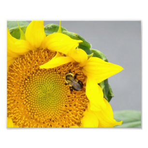 Photographic Print-Sunflower with Bee Photo Print