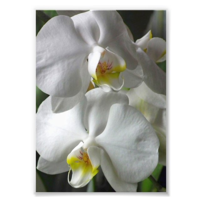 Photographic Print White Orchids (Front)